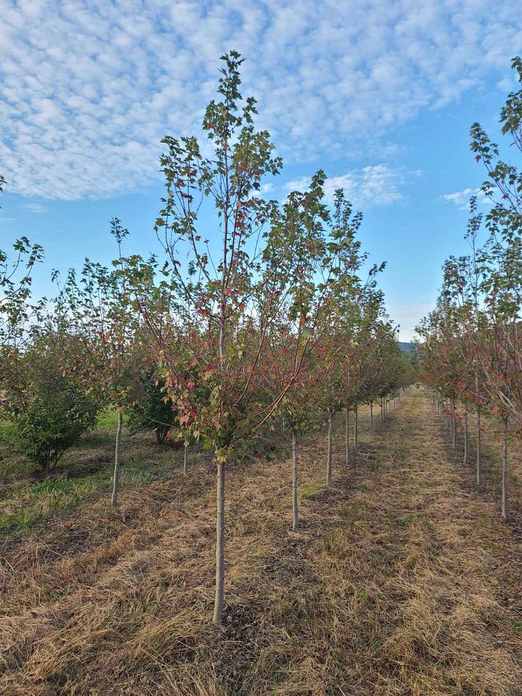 acer-rubrum-sun-valley-red-maple