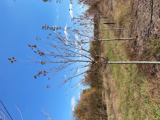 acer-rubrum-sun-valley-red-maple