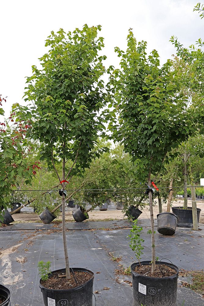 acer-rubrum-sun-valley-red-maple