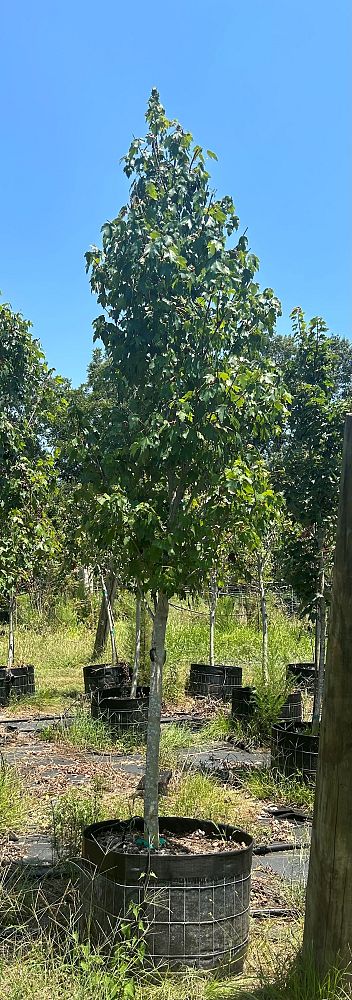 acer-rubrum-sun-valley-red-maple