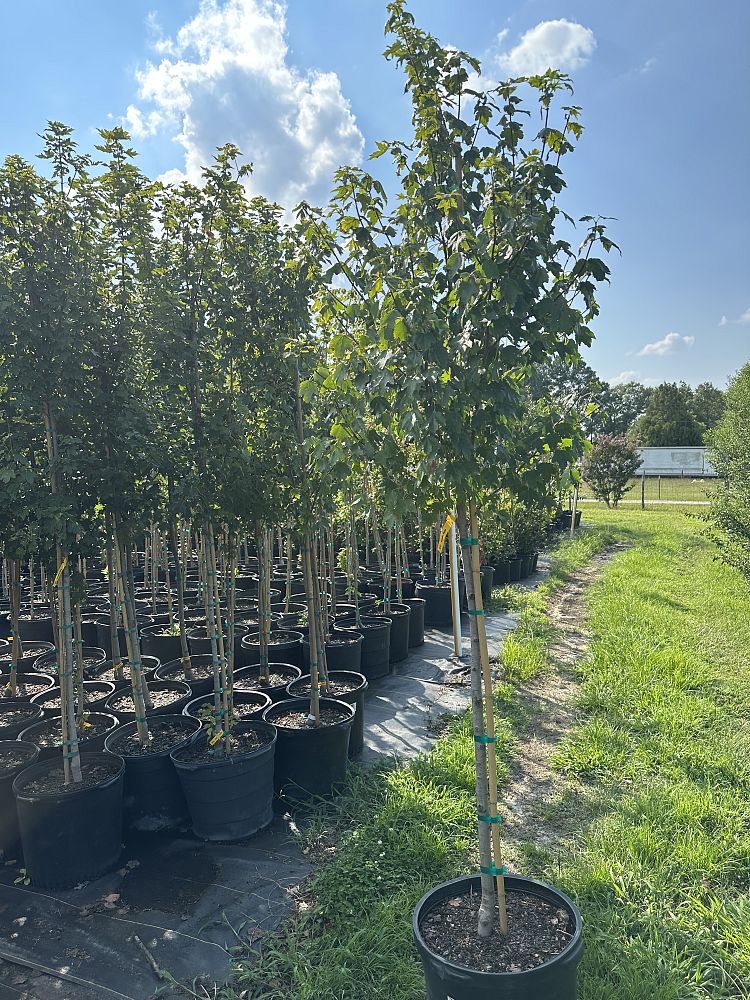 acer-rubrum-sun-valley-red-maple