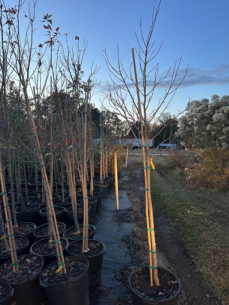 acer-rubrum-sun-valley-red-maple