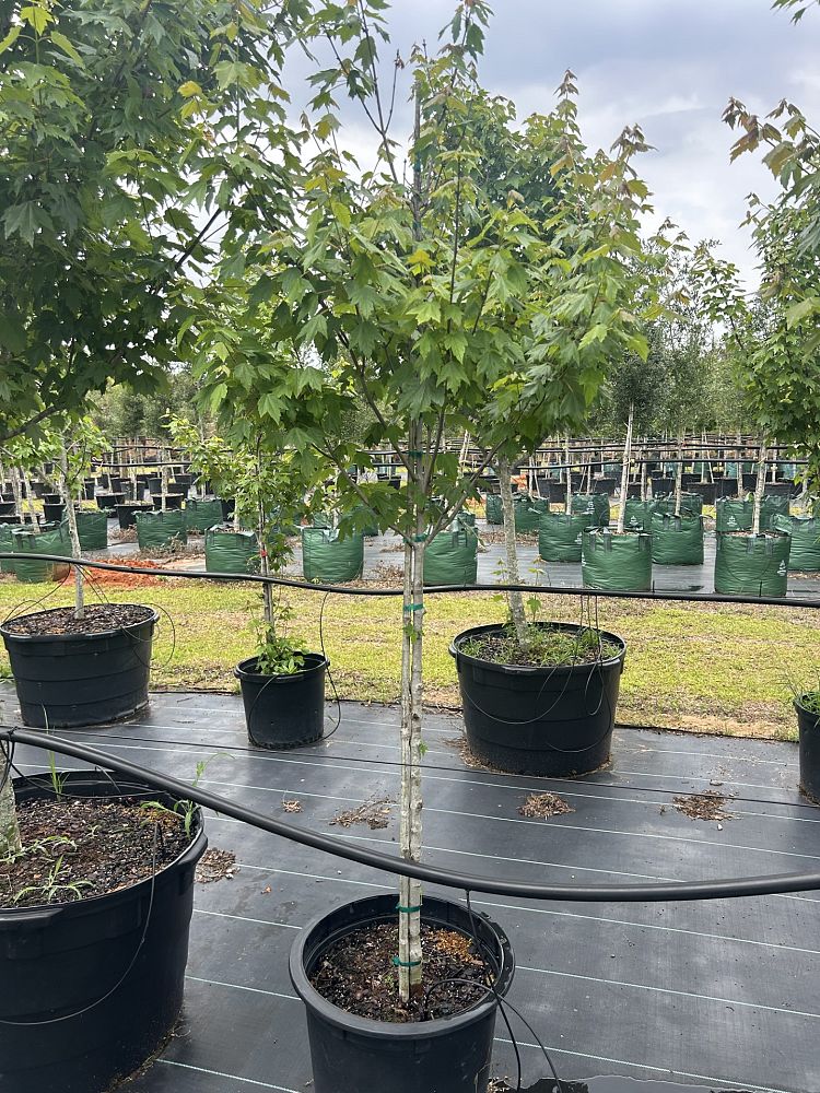 acer-rubrum-sun-valley-red-maple