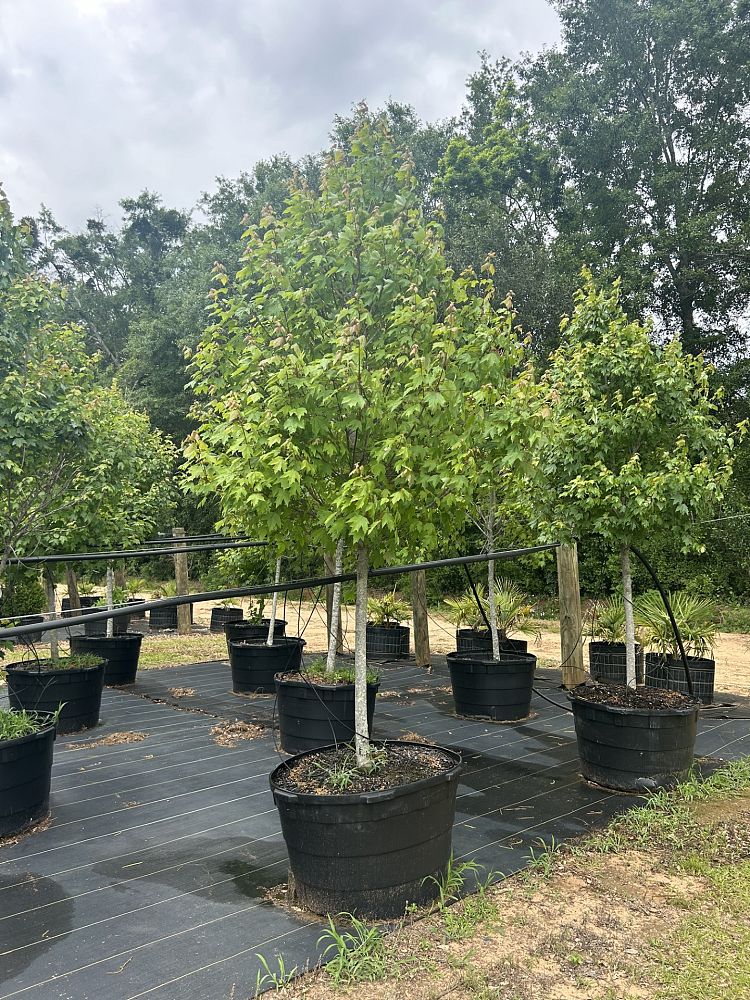 acer-rubrum-sun-valley-red-maple