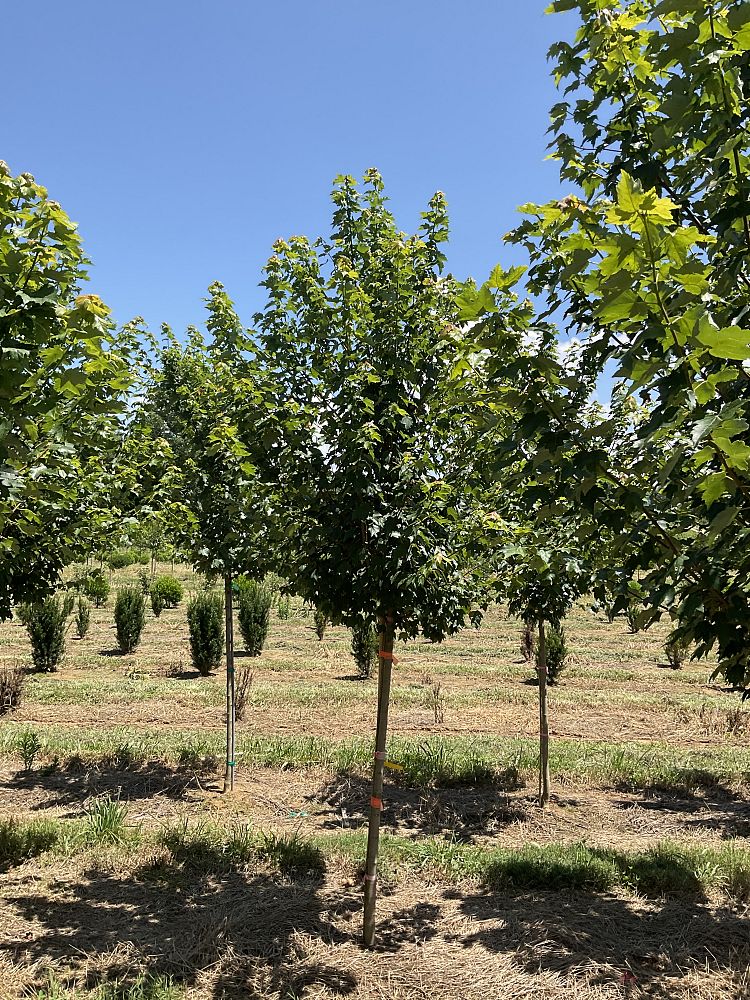 acer-rubrum-sun-valley-red-maple
