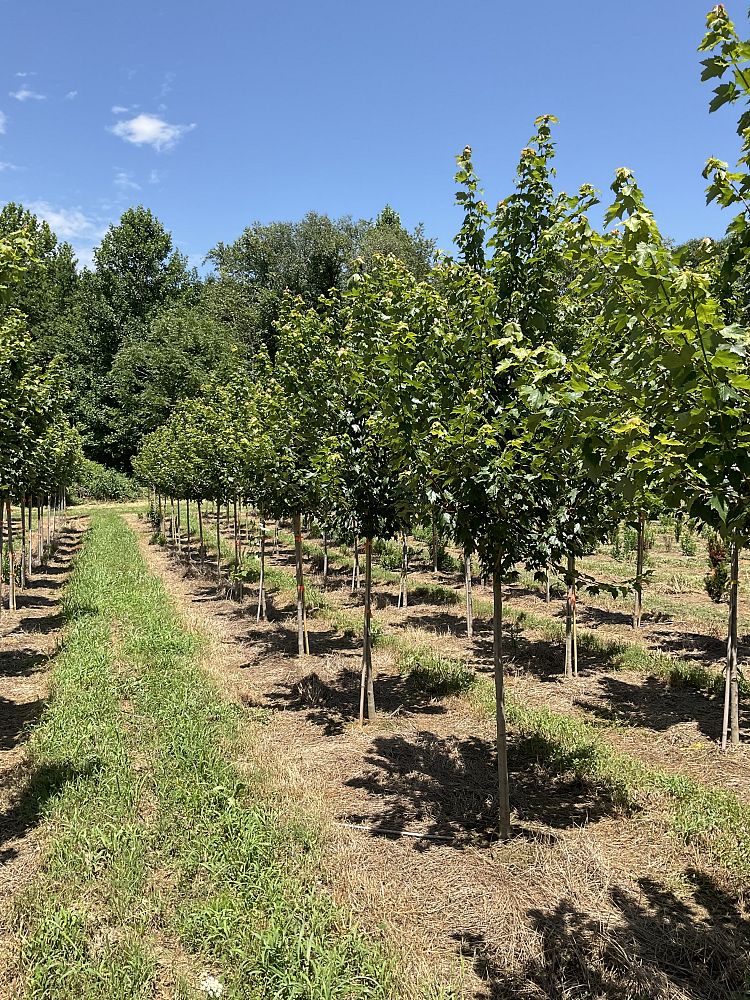 acer-rubrum-sun-valley-red-maple