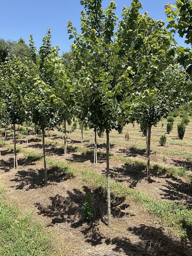 acer-rubrum-sun-valley-red-maple