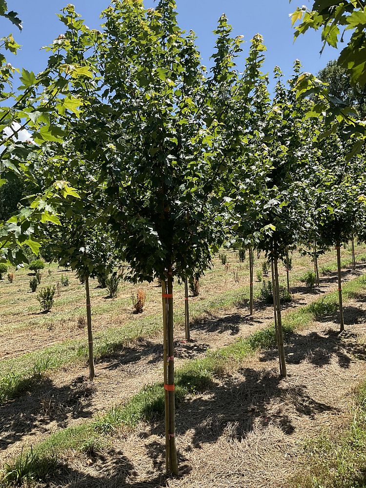 acer-rubrum-sun-valley-red-maple