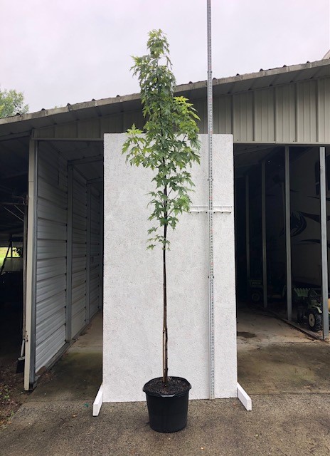acer-saccharinum-silver-maple