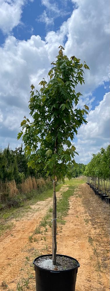 acer-saccharinum-silver-maple