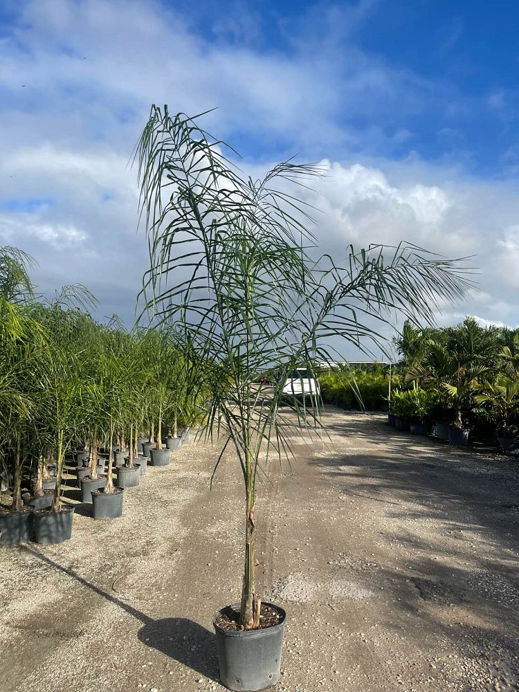 acer-saccharinum-silver-queen-silver-maple