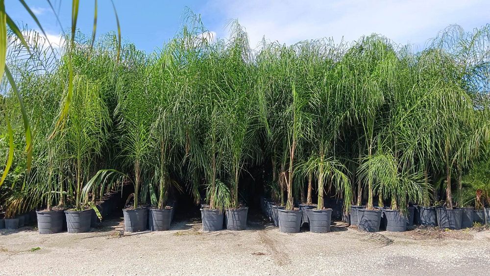 acer-saccharinum-silver-queen-silver-maple