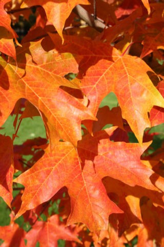 acer-saccharum-bailsta-sugar-maple-fall-fiesta
