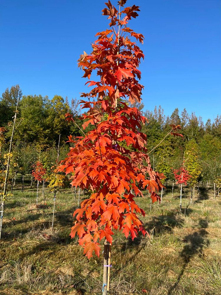 acer-saccharum-bailsta-sugar-maple-fall-fiesta