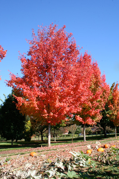 acer-saccharum-bonfire-sugar-maple