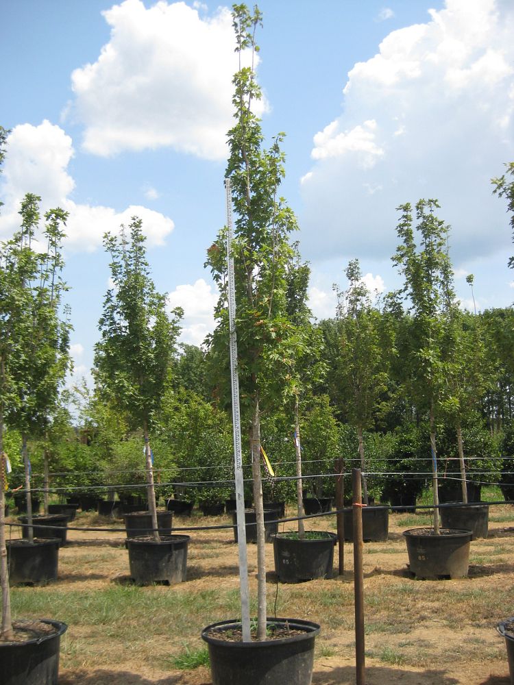 acer-saccharum-caddo-sugar-maple