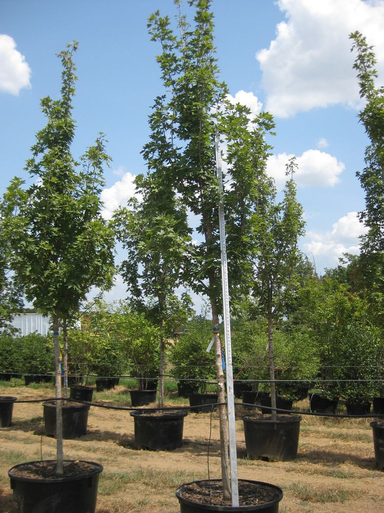 acer-saccharum-caddo-sugar-maple
