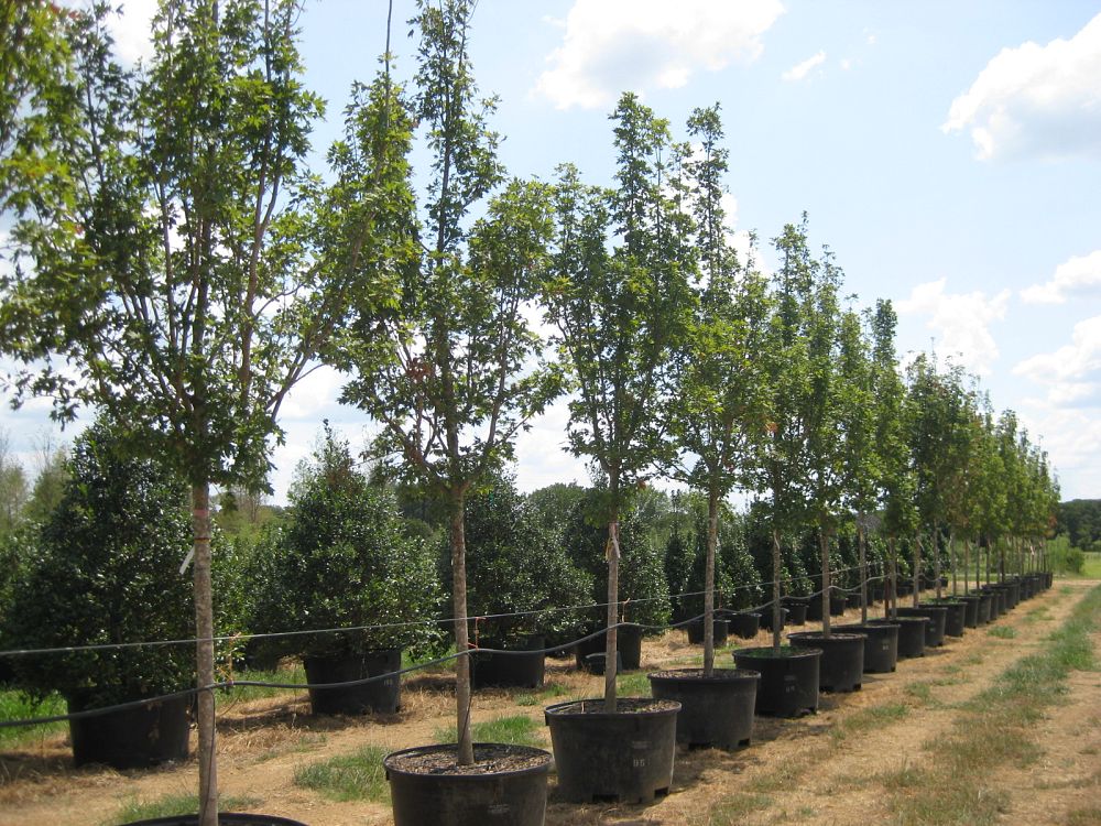 acer-saccharum-caddo-sugar-maple