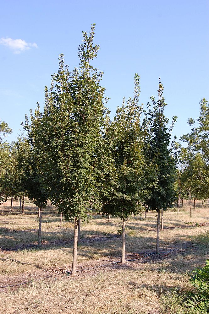 acer-saccharum-caddo-sugar-maple
