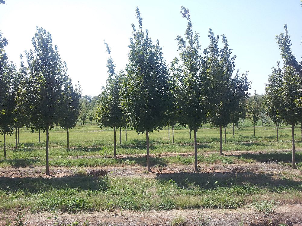 acer-saccharum-caddo-sugar-maple