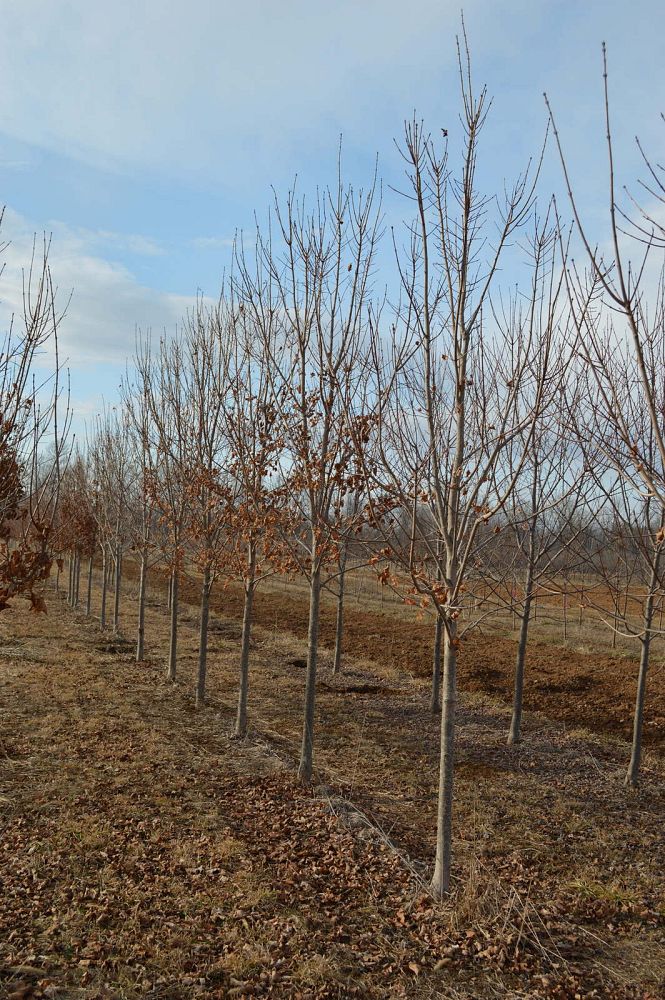 acer-saccharum-commemoration-sugar-maple