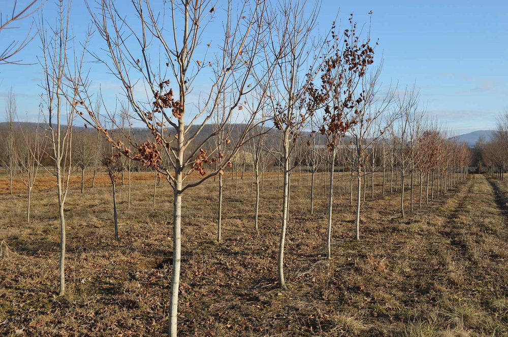 acer-saccharum-commemoration-sugar-maple