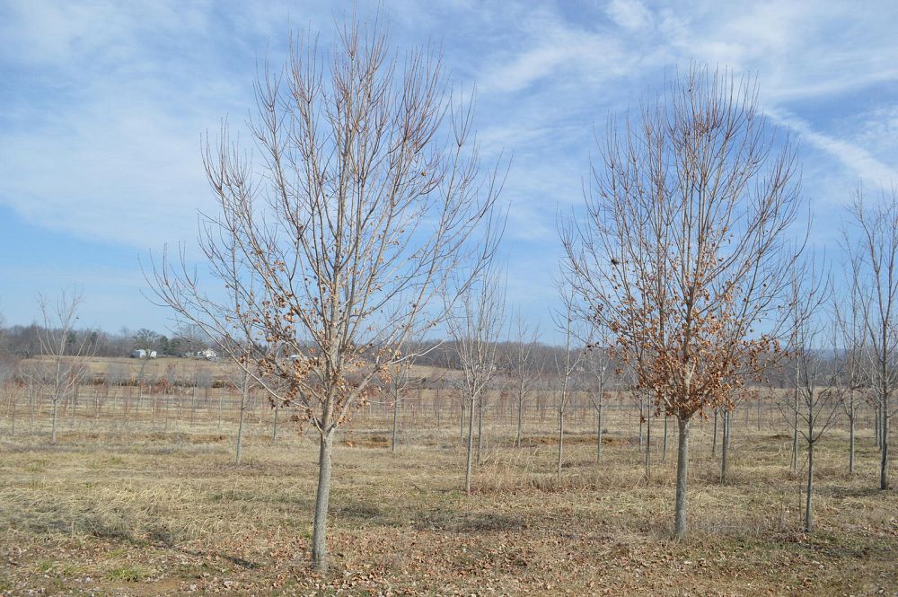 acer-saccharum-commemoration-sugar-maple