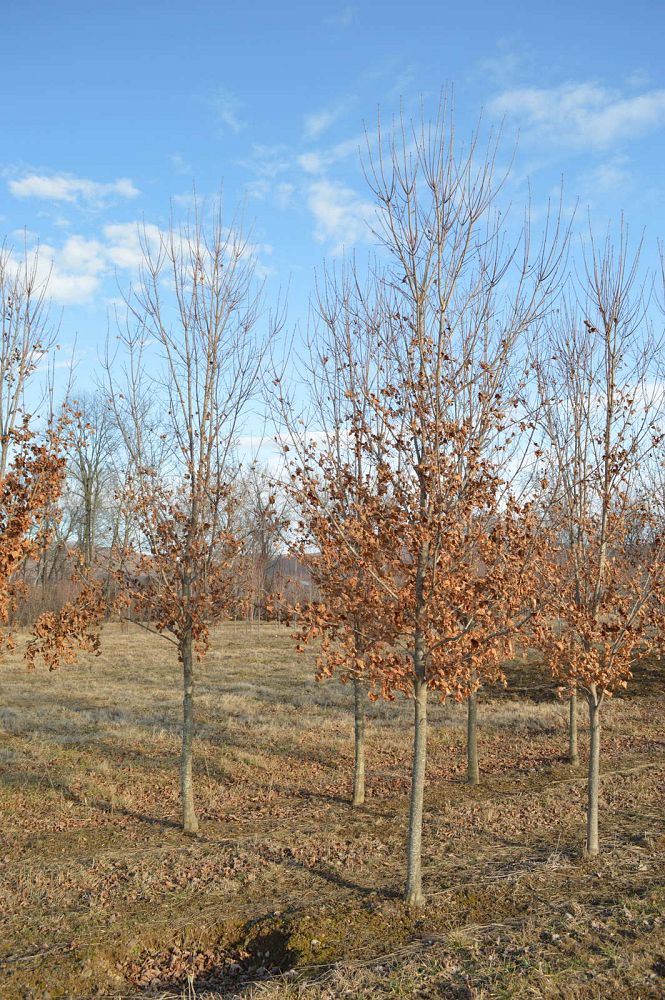 acer-saccharum-commemoration-sugar-maple