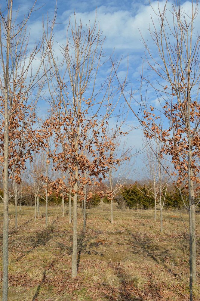 acer-saccharum-commemoration-sugar-maple