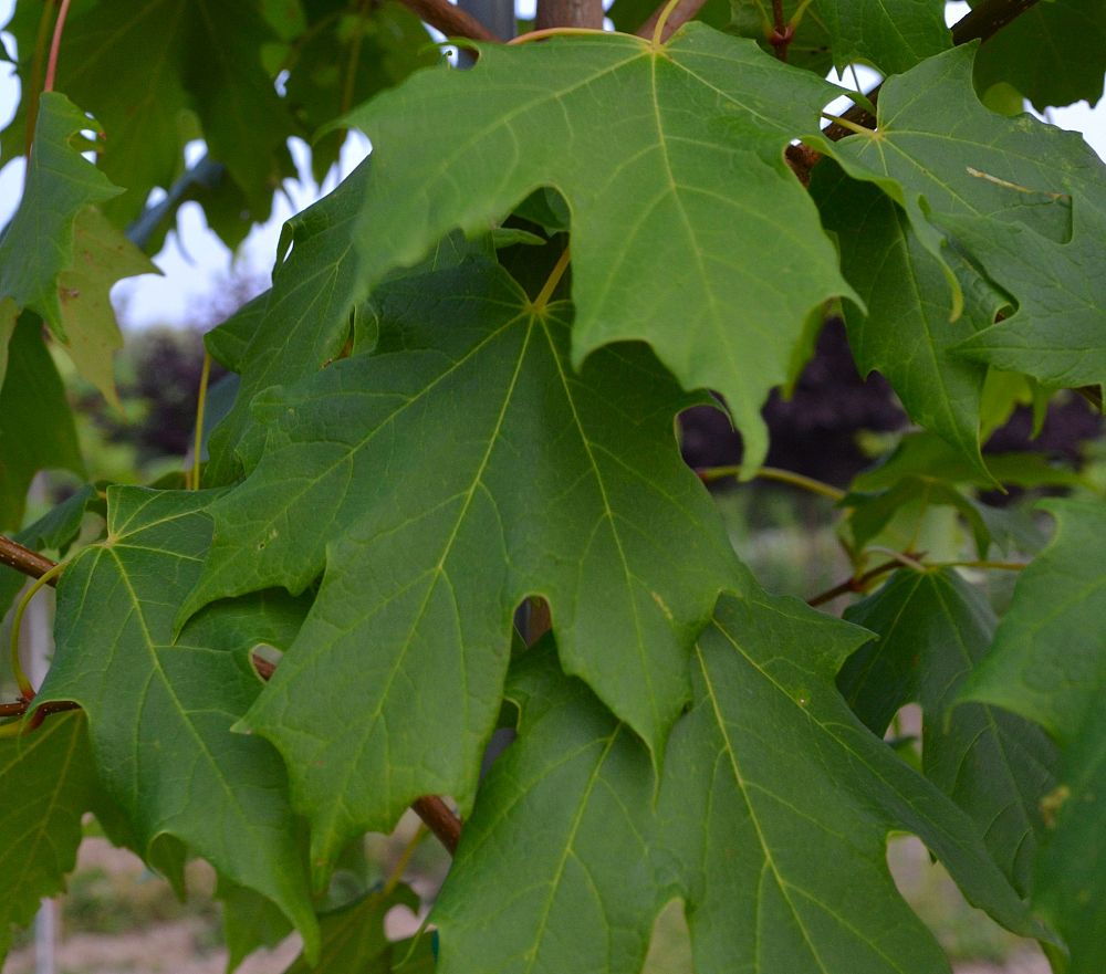 acer-saccharum-commemoration-sugar-maple