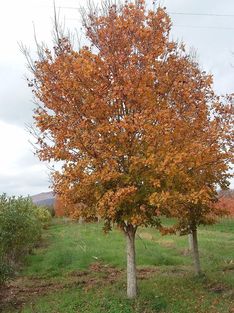 acer-saccharum-commemoration-sugar-maple