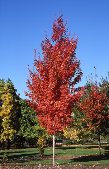 acer-saccharum-endowment-sugar-maple