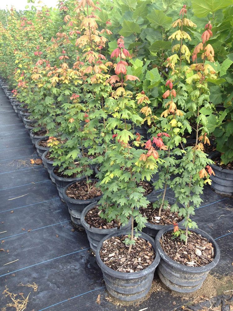 acer-saccharum-floridanum-sugar-maple