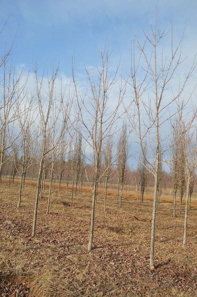 acer-saccharum-green-mountain-sugar-maple
