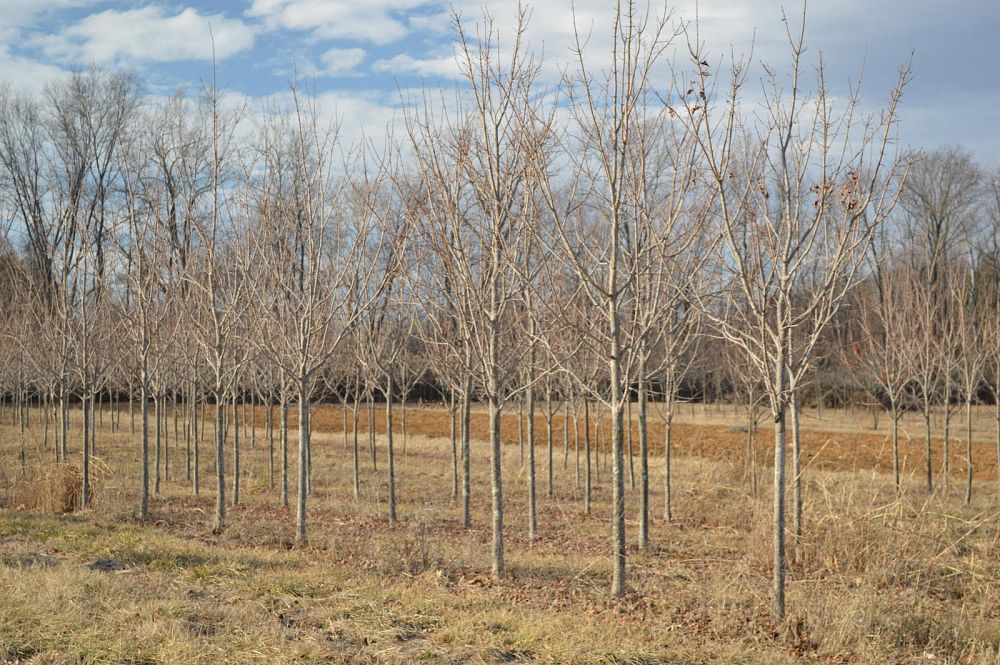 acer-saccharum-green-mountain-sugar-maple