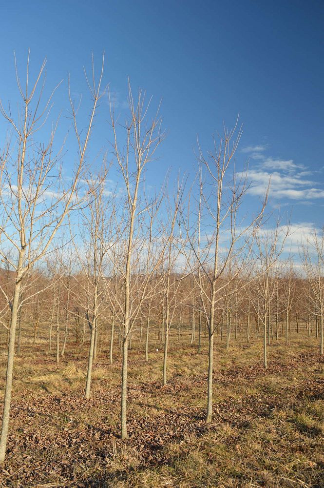 acer-saccharum-green-mountain-sugar-maple