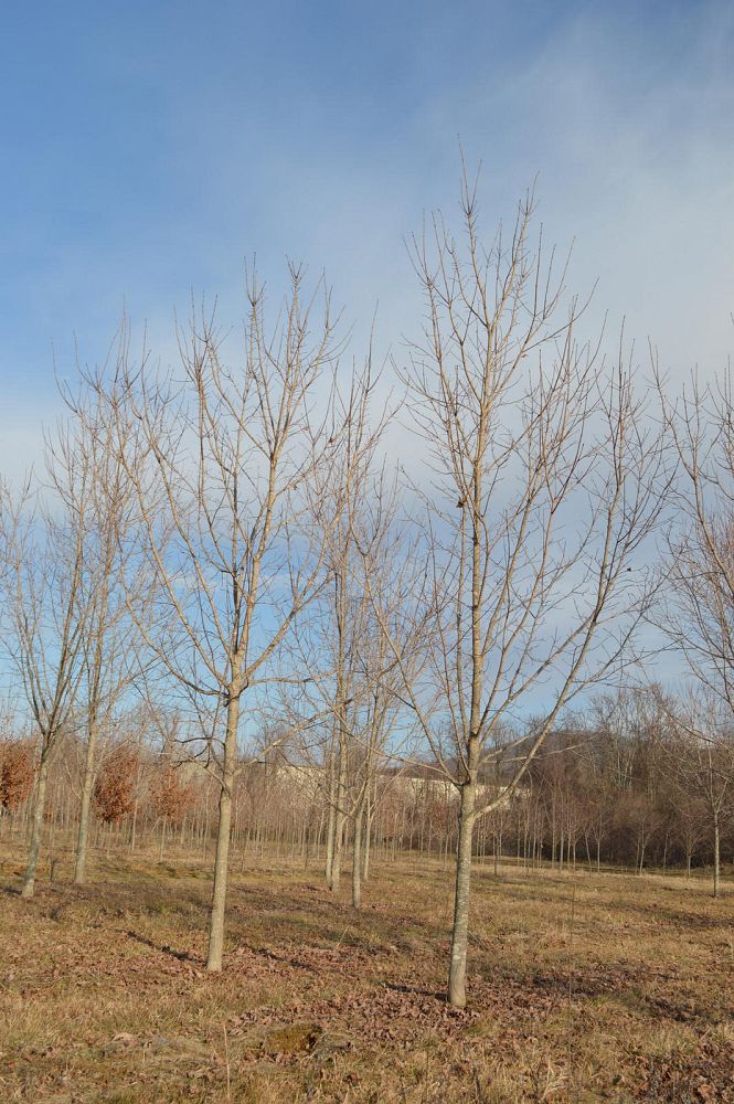 acer-saccharum-green-mountain-sugar-maple