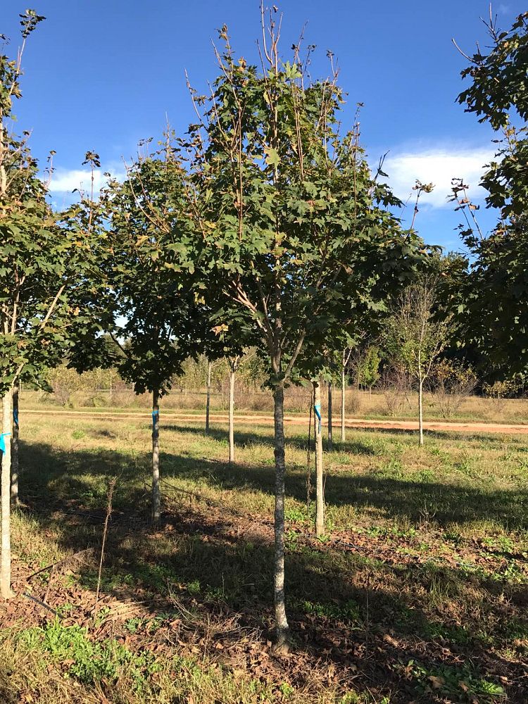 acer-saccharum-green-mountain-sugar-maple
