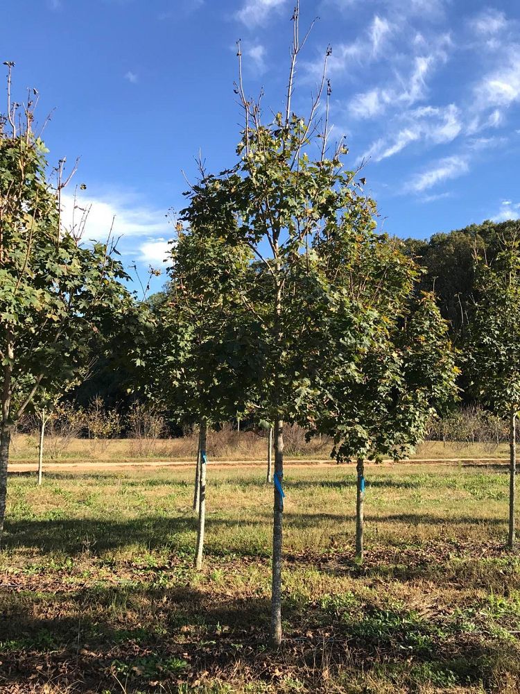 acer-saccharum-green-mountain-sugar-maple
