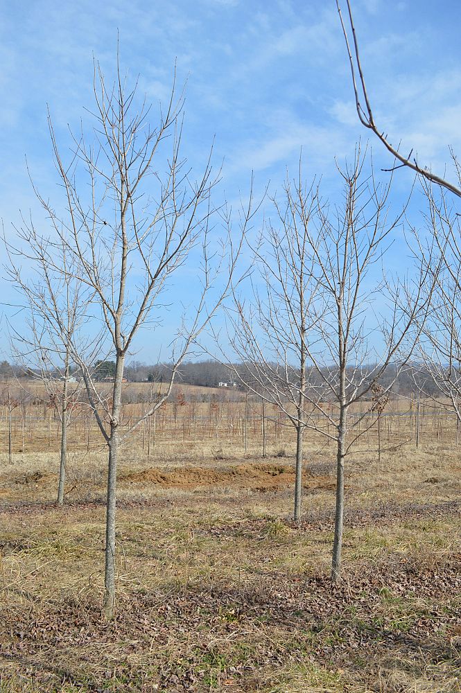 acer-saccharum-green-mountain-sugar-maple