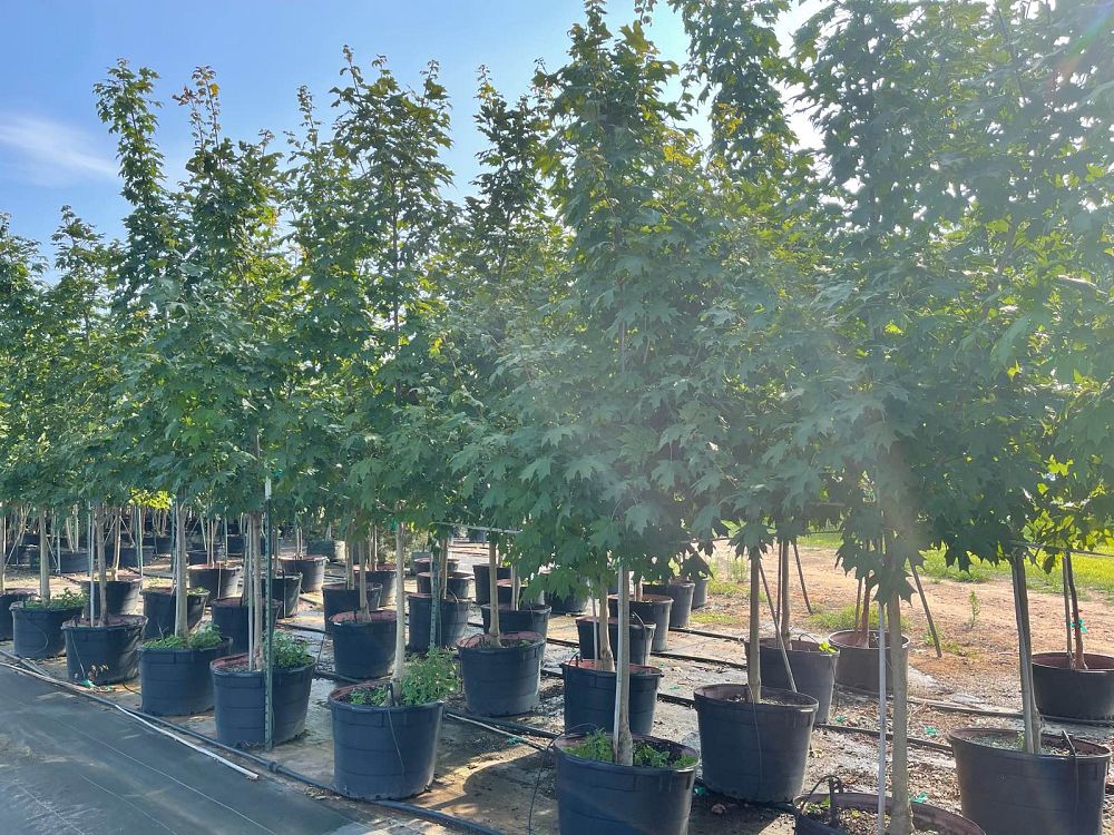 acer-saccharum-green-mountain-sugar-maple