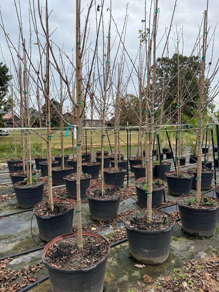 acer-saccharum-green-mountain-sugar-maple