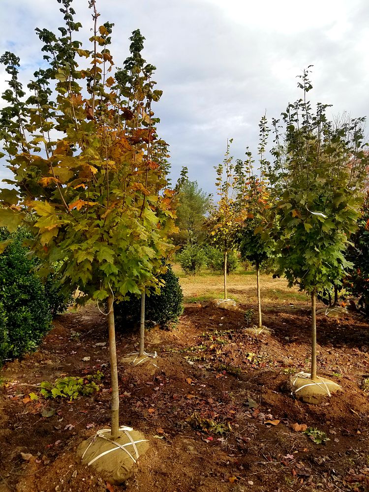 acer-saccharum-green-mountain-sugar-maple
