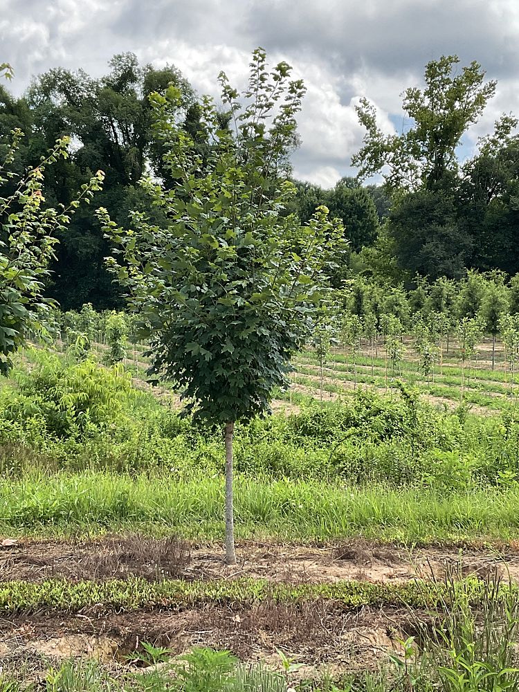 acer-saccharum-green-mountain-sugar-maple