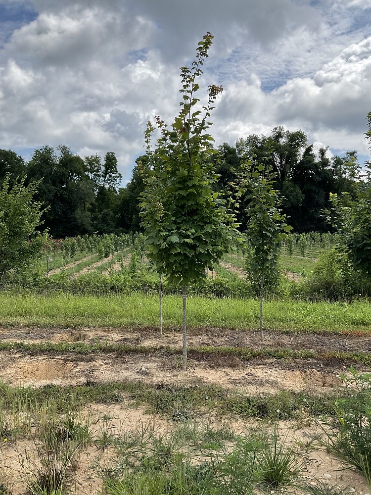 acer-saccharum-green-mountain-sugar-maple