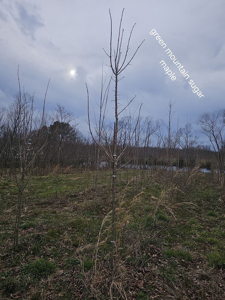 acer-saccharum-green-mountain-sugar-maple