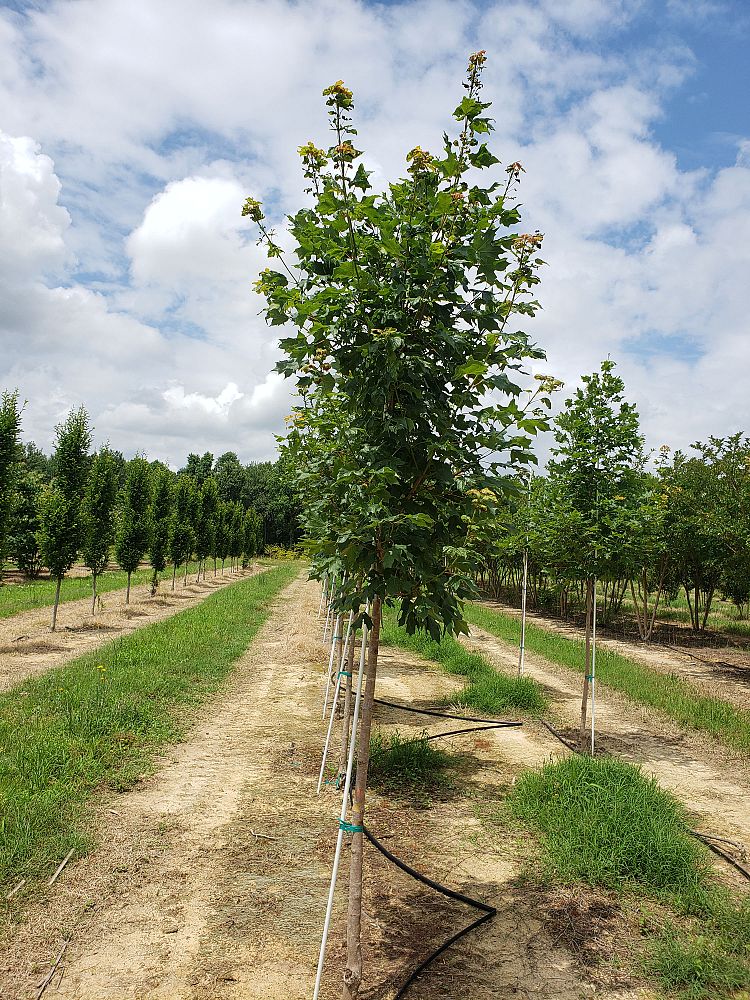 acer-saccharum-jfs-caddo2-flashfire-reg-maple