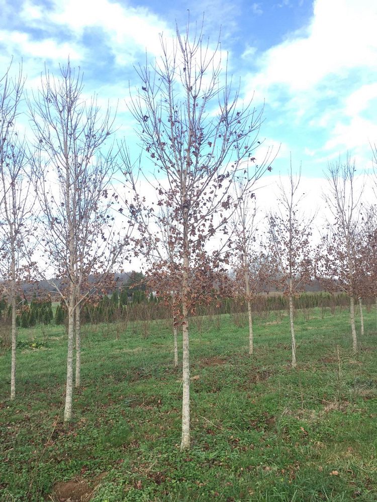 acer-saccharum-legacy-sugar-maple