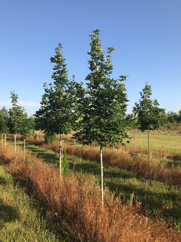 acer-saccharum-legacy-sugar-maple