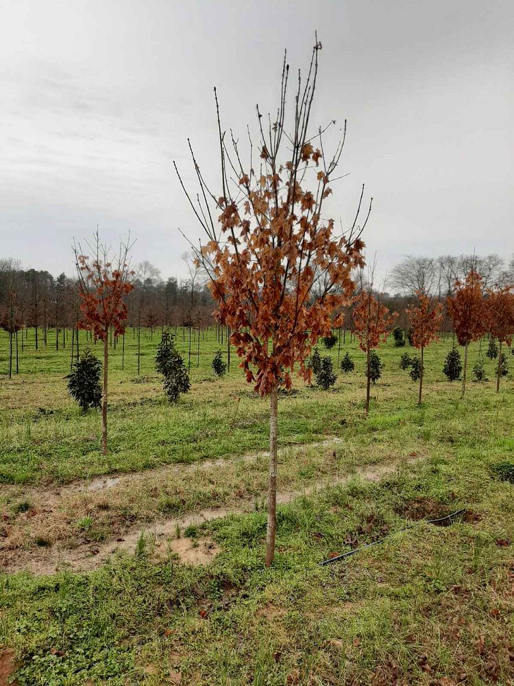 acer-saccharum-legacy-sugar-maple